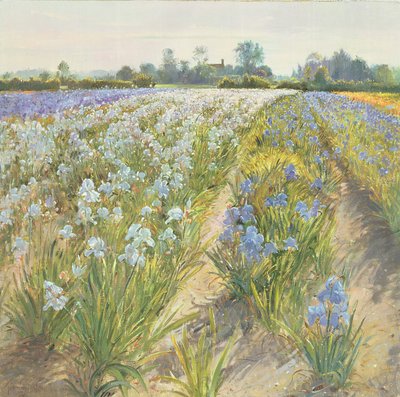 Blue and White Irises, Wortham by Timothy Easton